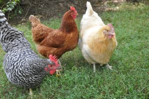 New Castle Mulls Relaxing Limits On Keeping Chickens