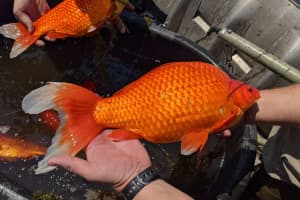 Tiny Goldfish Dumped In Lakes Are Growing To Football Size As Officials Issue Warning