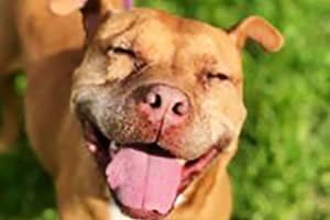 Don’t Overlook This Clover: Pit Bull Needs A Forever Home