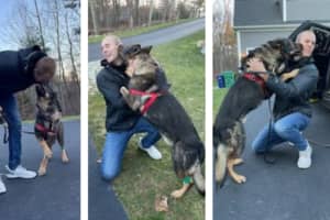 Police K-9 And His Trooper Recover After Hopkinton Car Crashed Into Cruiser