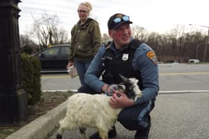 SEE ANYTHING? Police Try To Find Who Dumped Live Goat In Ridgewood Cemetery