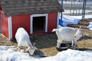 Goat Sisters Greet Spring In Allendale