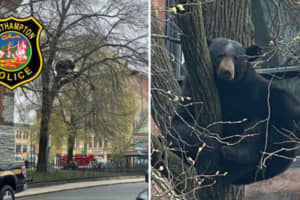 Bear Draws Large Crowd After Climbing Up Tree In Northampton Center: Police