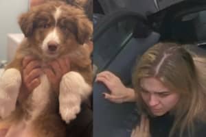 Aussie Shepard Left Inside Car Near Groveland Animal Rescue Facility: Police