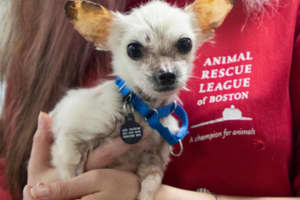 Emaciated Chihuahua Brought To Malden Police, ARL Getting Life-Saving Help