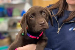 'Unstoppable' Puppy Makes Cross-Country Trek For Lifesaving Surgery In Mass