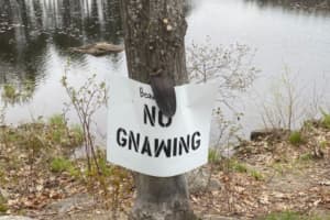 Residents Feel 'Awful' After Beaver Tail Found Nailed To Tree In Sterling