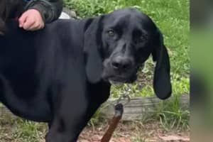 North Shore Towns Come Together To Help Family Who Lost Dog In Newbury Fire