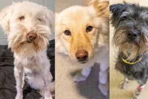 18 Dogs Rescued From 'Unsanitary' Home; Malden Woman Facing Cruelty Charges