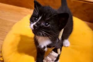 MSPCA: 4-Week-Old Kitten Rescued From Truck Tire Needs Surgery To Keep Leg