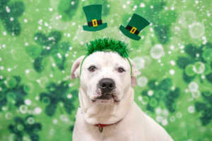 Eastern Mass Pups Hope To Luck Out On St. Patrick's Day With Reduced Adoption Fees