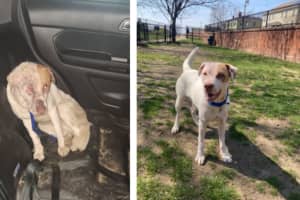 Injured Pup Found Tied To Pole, Granby Police Seek The Person Responsible
