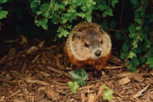 Woodchuck Found At Ice Cream Shop Sparks Rabies Concerns In Mass Community