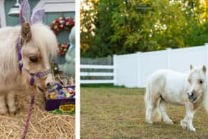 Andover Pony 'Stewie Vuitton' Could Be Next Cadbury ... Bunny?