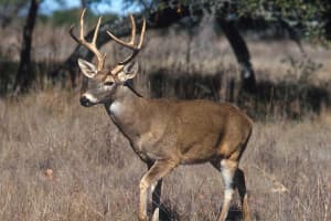 COVID-19: New Study Finds Significant Virus Spread Among Deer Population