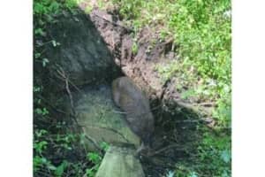 Deer Rescued After Falling Into Septic Tank In Area