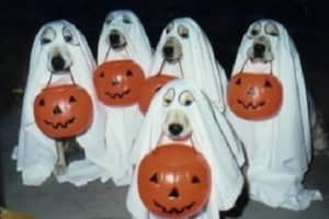 Lots Of Spooky Stuff To Do In Cortlandt This Halloween Weekend
