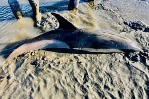 Dolphin Dies After Being Trapped In Nassau County Bay