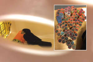 Black Market Birds: Why Was NJ-Bound Airport Traveler Smuggling Finches In Hair Rollers?