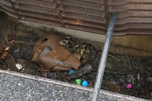 Ducklings Pulled From Storm Drain In Suffern, Reunited With Mother