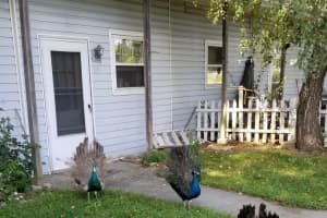 Peacocks Make Themselves At Home On Apartment Grounds In Area