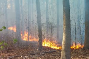 SEE ANYTHING? Deliberately Set Elmwood Park Brush Fire Draws Investigators