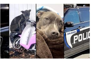 Malnourished NJ Dog Left In Freezing Cold Rescued By Police, Couple Charged With Cruelty