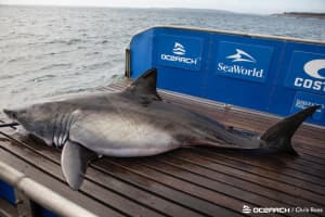 1,700 Pound Shark 'Pings' Off NJ Coast