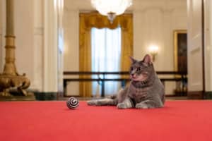 Meet Willow: White House Has A Cat For First Time In More Than 12 Years