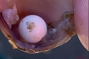 Harford County Middle Schoolers Welcomed Back To Class With 'Very Rare' Freshwater Pearl Find