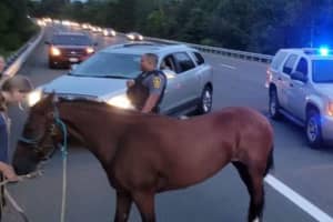 Not Horsing Around: Virginia State Police Assist In Special 'Fugitive Apprehension' On I-64