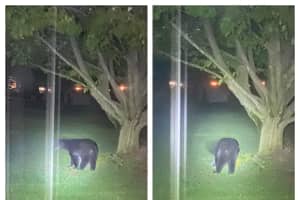 Bear Spotted In Philly Suburbs: Police