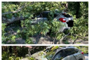Trapped Driver Rescued After Tree Falls On Car In Montco: Authorities