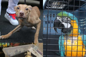 Dozen Emaciated, Neglected Animals Rescued From Newark Home: Officials