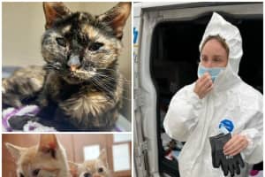 20 Cats Rescued From Bug-Infested Neptune Apartment: Officials