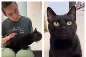NJ Shelter's Viral Adoption Video Is Finally Helping This Cat Find New Home