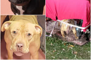 Pitbulls In Zip-Tied Metal Cage Abandoned In North Jersey Park