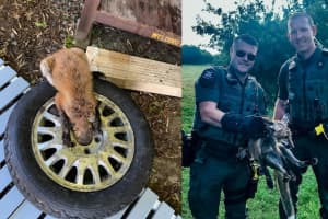 Fox Found Trapped In Tire Rescued In Connecticut
