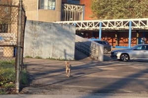 Coyote Seen 'Checking Out Classes' Outside English High School In Boston
