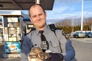 Hawk Stuck In Car Rescued By Pennsylvania State Police Troopers