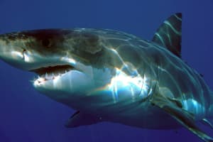 One That Got Away: Man Fishing From Cape Cod Beach Hooks Great White Shark
