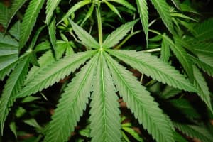 Rockland Should Opt Out Of State's Move To Legalize Recreational Marijuana, Day Says