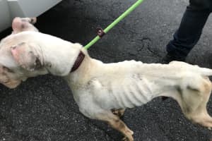 Woman Charged After Nine Starving Animals Rescued From 'Deplorable' Conditions