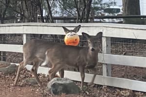 Deer With Pumpkin Stuck To Head Rescued In Bergen County