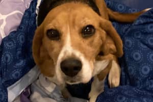 Know Her? Abandoned Beagle Seen Being Pushed Out Of Jeep In Carmel