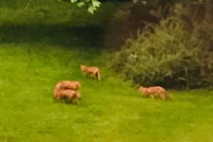 Family Of Foxes Makes Themselves At Home In Area