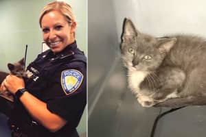 Skittish Kitten Rescued From GWB Traffic Available For Adoption