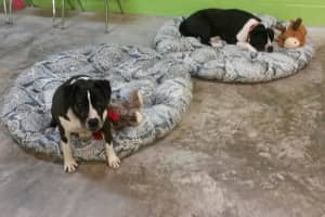 Bonded Bull Terrier Brothers Rocky, Baxter Looking For Home