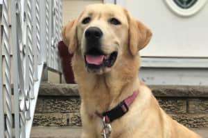SEEN HER? Search Continues For Missing Cliffside Park Lab Pup