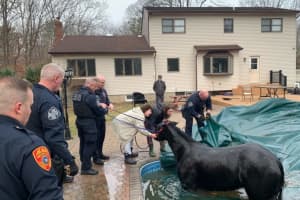 Horse Pulled From Pool At Long Island Home